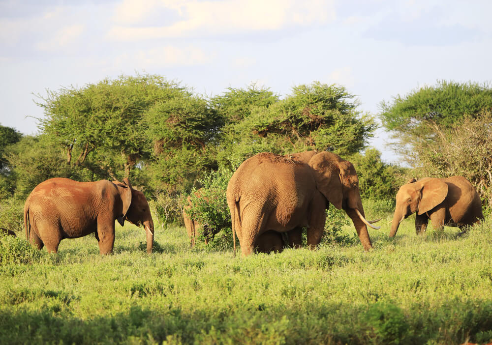 Affordable Tanzania Wildlife Safari