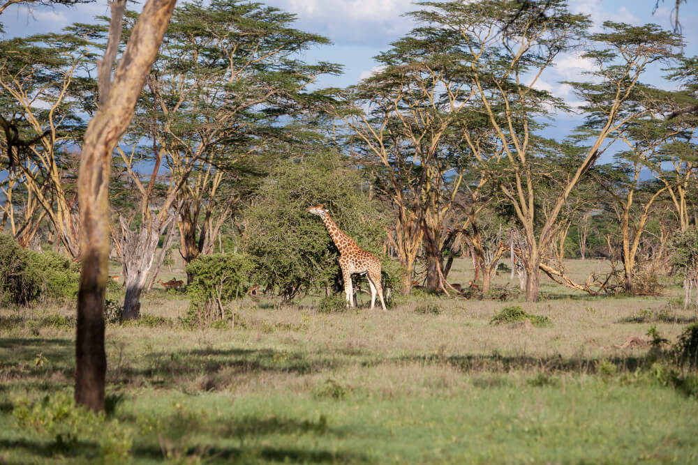 Tanzania Wildlife Adventure