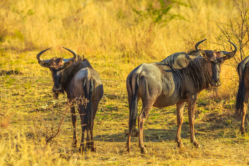 Tarangire National Park