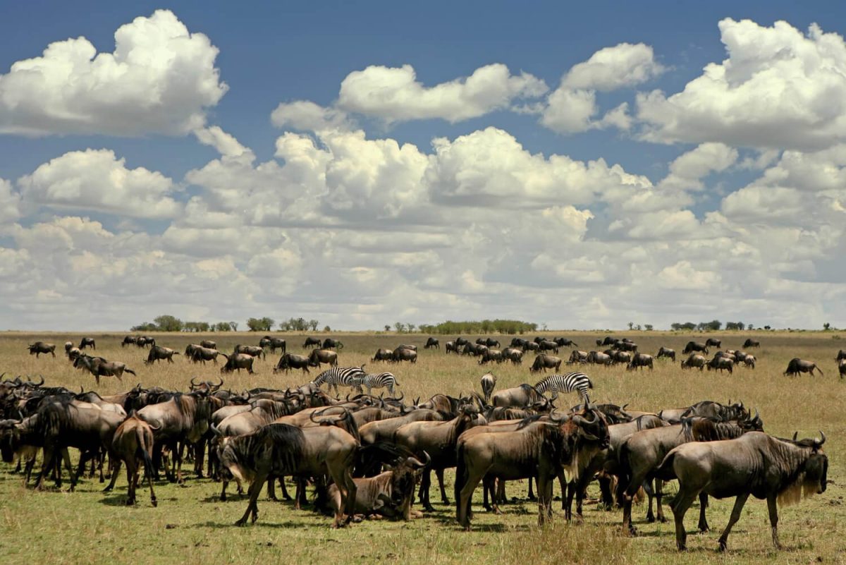 Safari Northern Circuit and Zanzibar