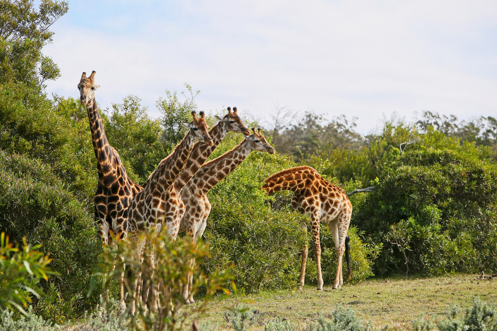Mikumi National Park