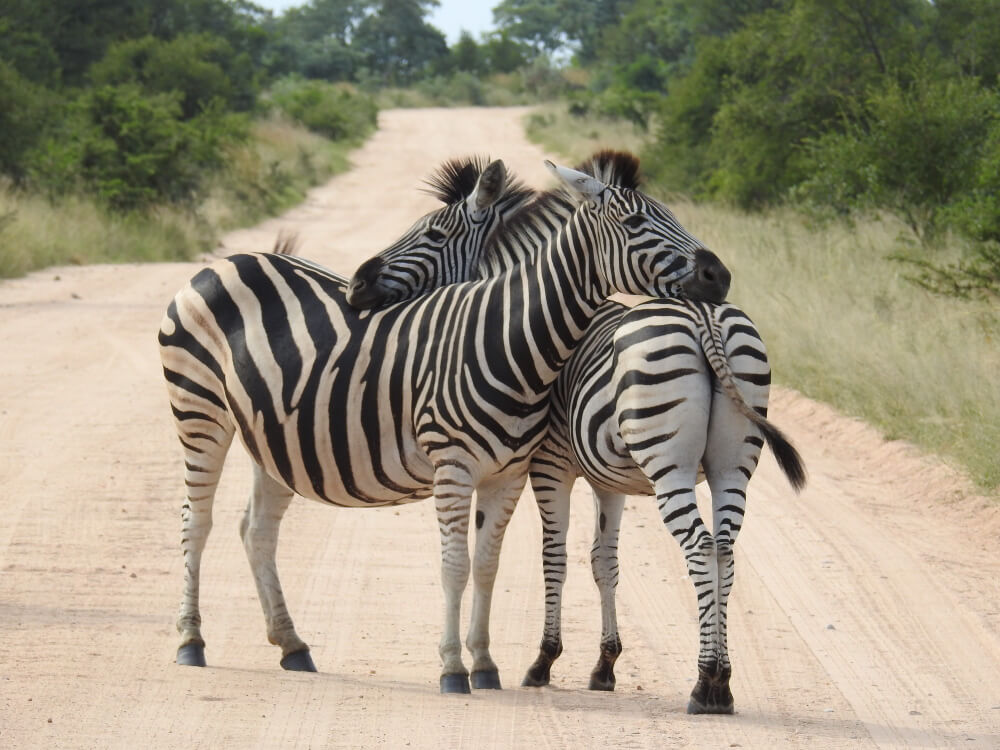 Luxurious Tanzania Wildlife Safari