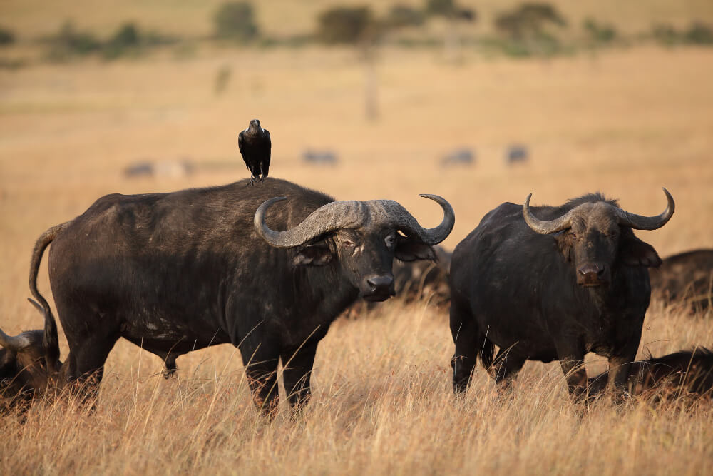 Tanzania Wildlife Safari
