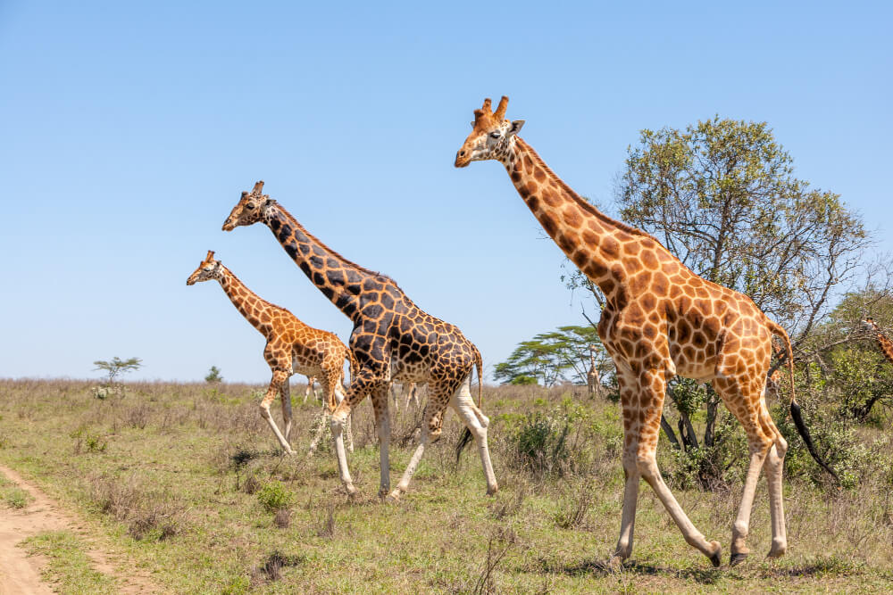 Arusha National Park