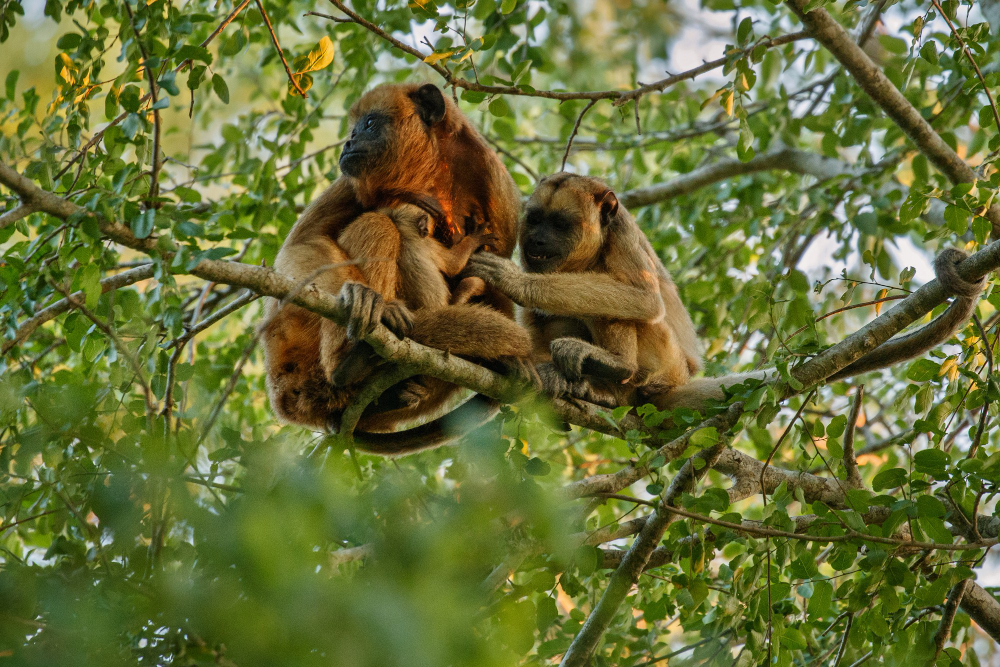 Gombe Stream Chimpanzee Trekking
