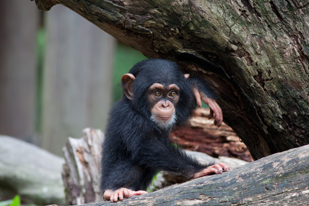 Chimpanzee Viewing at Gombe Stream