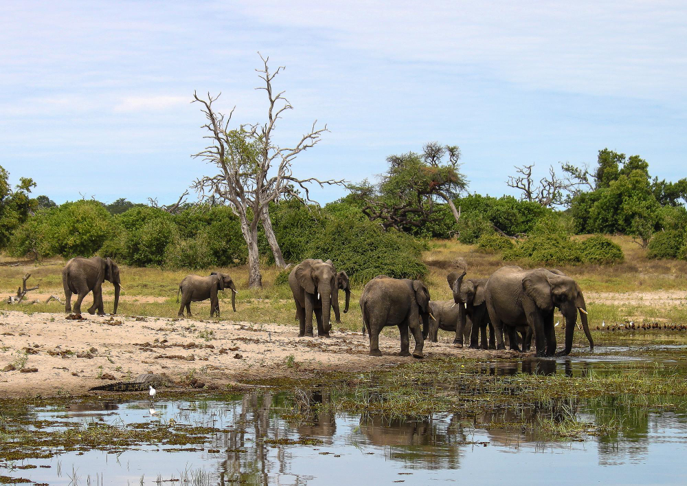 Ruaha National Park