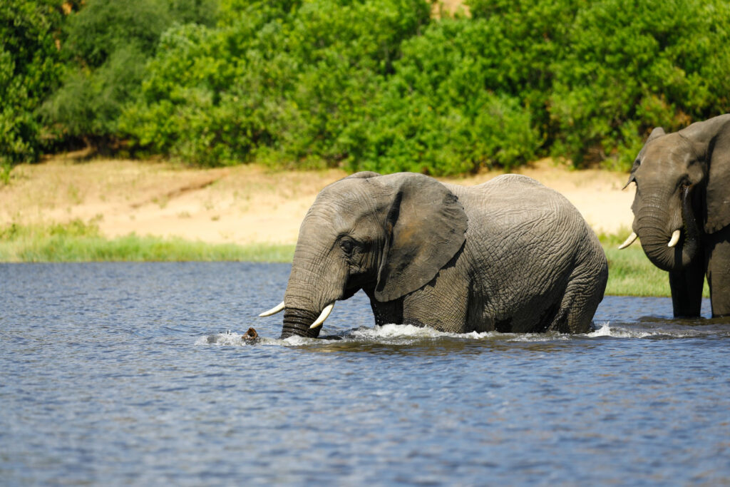 Selous Game Reserve