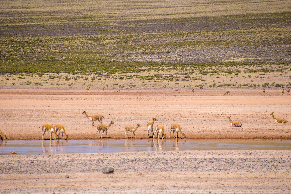 Best Time to Visit Ngorongoro Crater